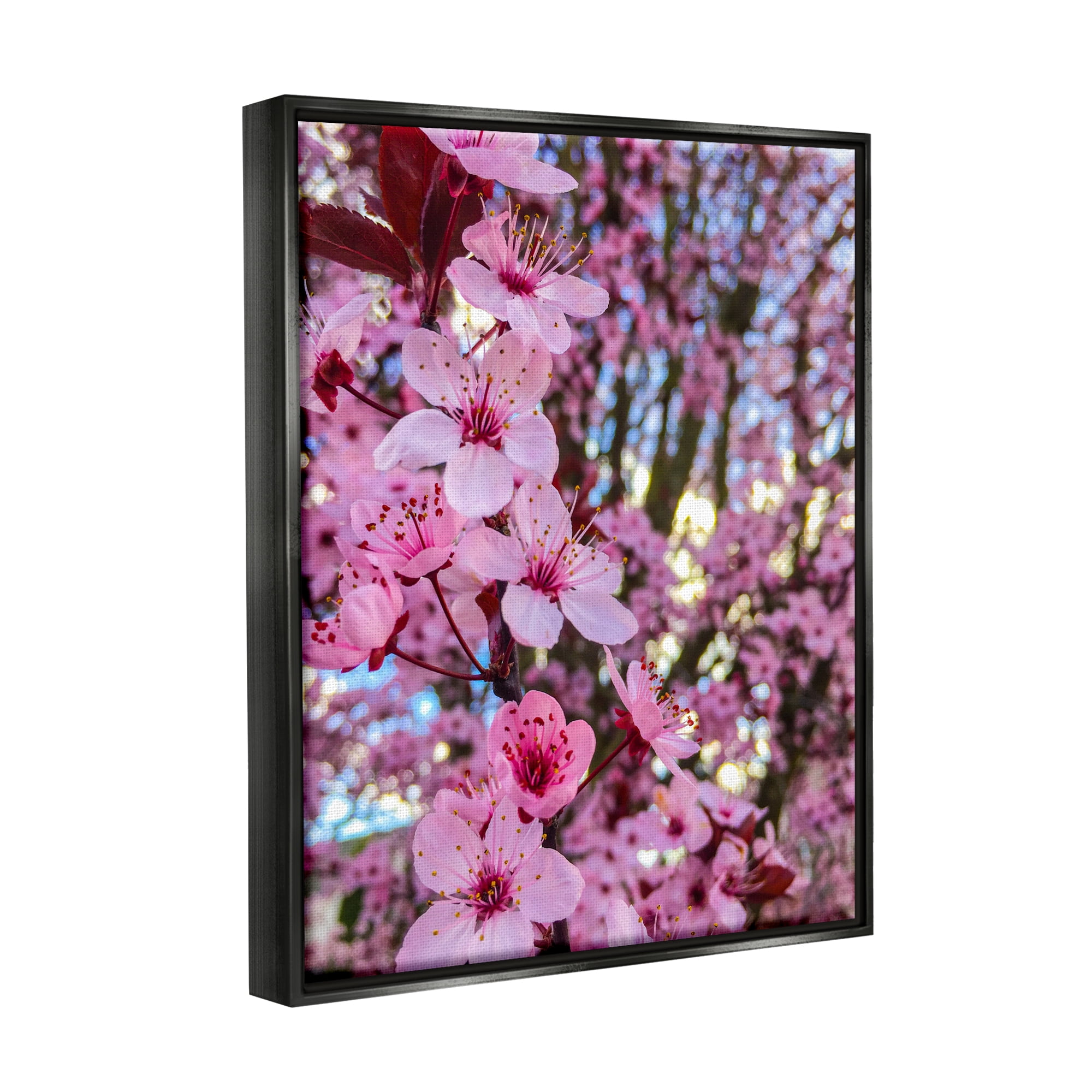 Stupell Industries Spring Pink Cherry Blossom Flowers Blooming Photography Photograph Jet Black Floating Framed Canvas Print Wall Art, Design by Heidi Bannon