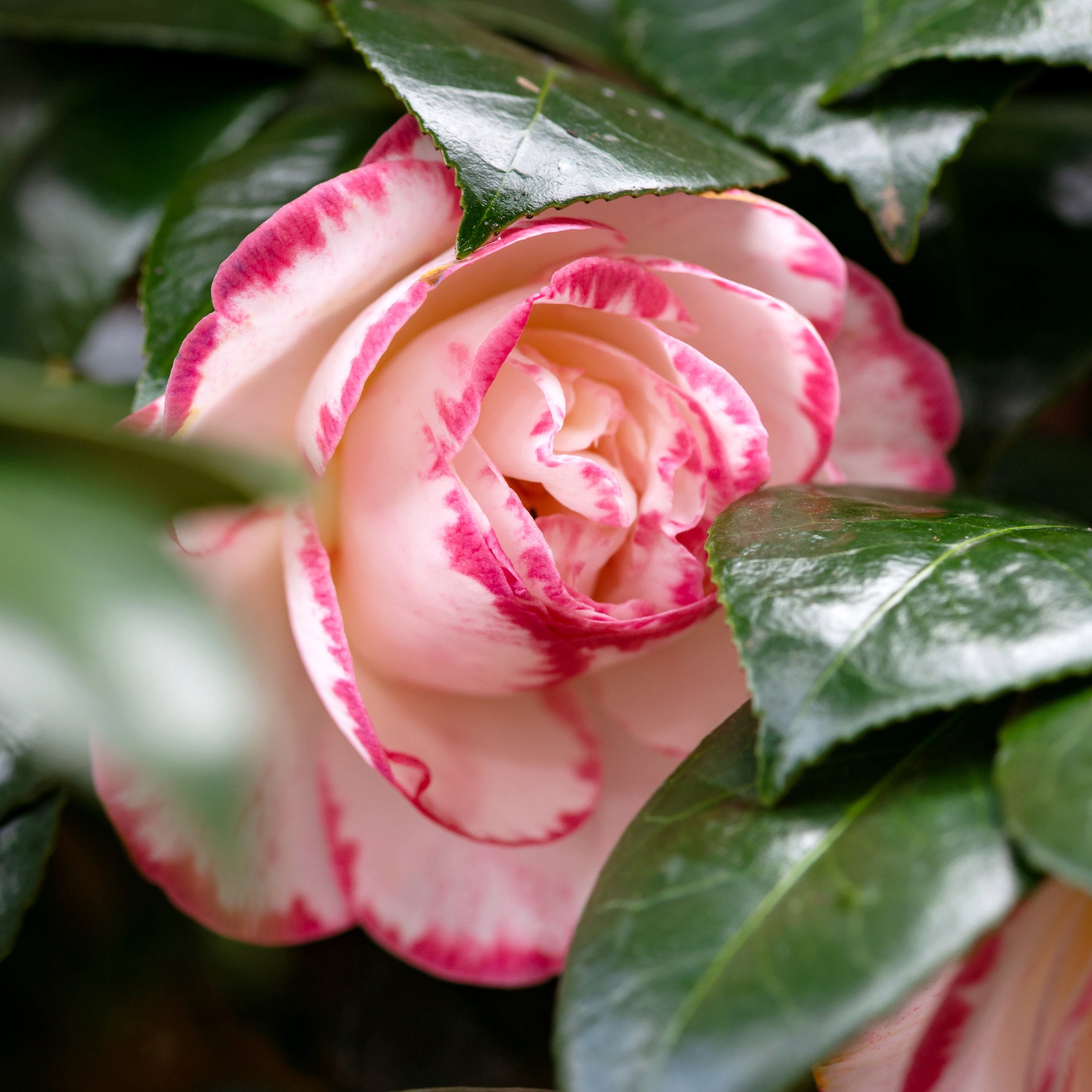 National Plant Network 1 gal. Camellia Sasanqua Moonshadow Shrub