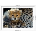 thumbnail image 5 of Art.com Close-Up of Cheetah (Acinonyx Jubatus) Cub, Ndutu, Ngorongoro Conservation Area, Tanzania Photographic Print, White Frame Wall Art, 44" x 32", 5 of 5