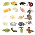 thumbnail image 2 of Modelo de Animal Yotijar Figuras de Ciclo de Crecimiento para Proyecto Escolar, 2 of 10