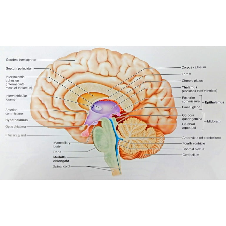 Midsagittal view of the brain labeled