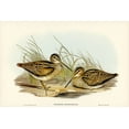thumbnail image 2 of Gould, John 18x13 White Modern Wood Framed Museum Art Print Titled - New Holland Snipe-Scolopax Australis, 2 of 4