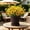 Brown, variant on Imitation Bamboo Texture Round Plastic Flower Pot Decorative Planter for Succulents Green Plants Indoor Outdoor Home Balcony Desktop Gardening Floral Display Lightweight Durable Plant Pot