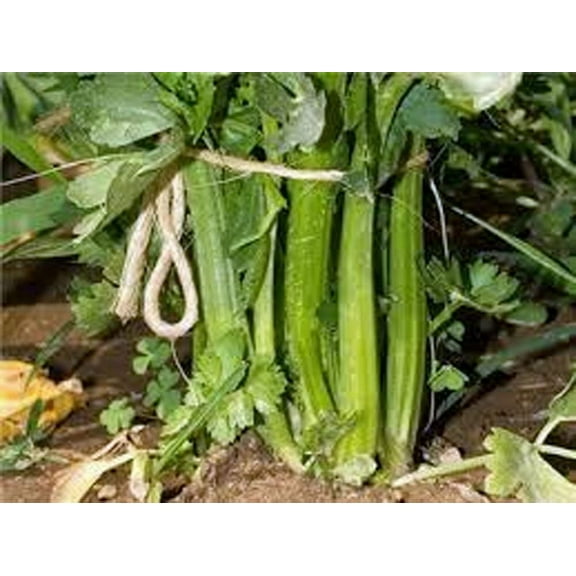 Celery Seed, Tendercrisp, 200 Seeds, Heirloom, Non GMO, Tender Crisp Celery Seeds for Gardening