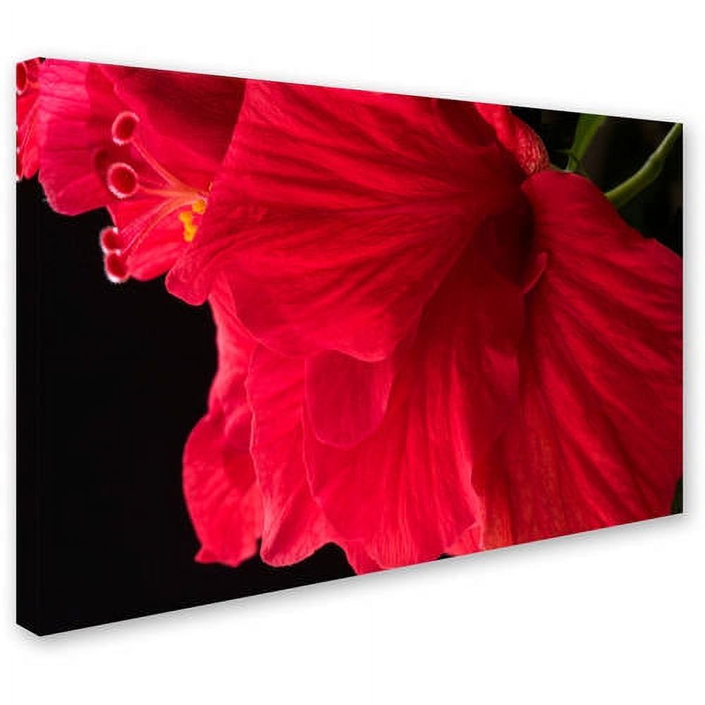 Trademark Fine Art "Red Double Hibiscus" Canvas Art by Kurt Shaffer