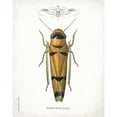 thumbnail image 3 of Babbitt, Gwendolyn 20x24 Black Modern Framed Museum Art Print Titled - Beetle II, 3 of 5