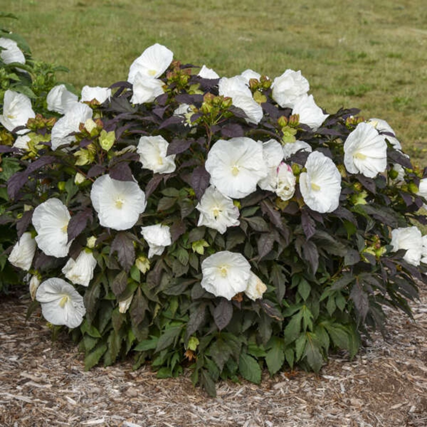 Proven Winners 18" White Summerific 'Cookies and Cream' Rose Mallow Live Plant in 8.88" Pot
