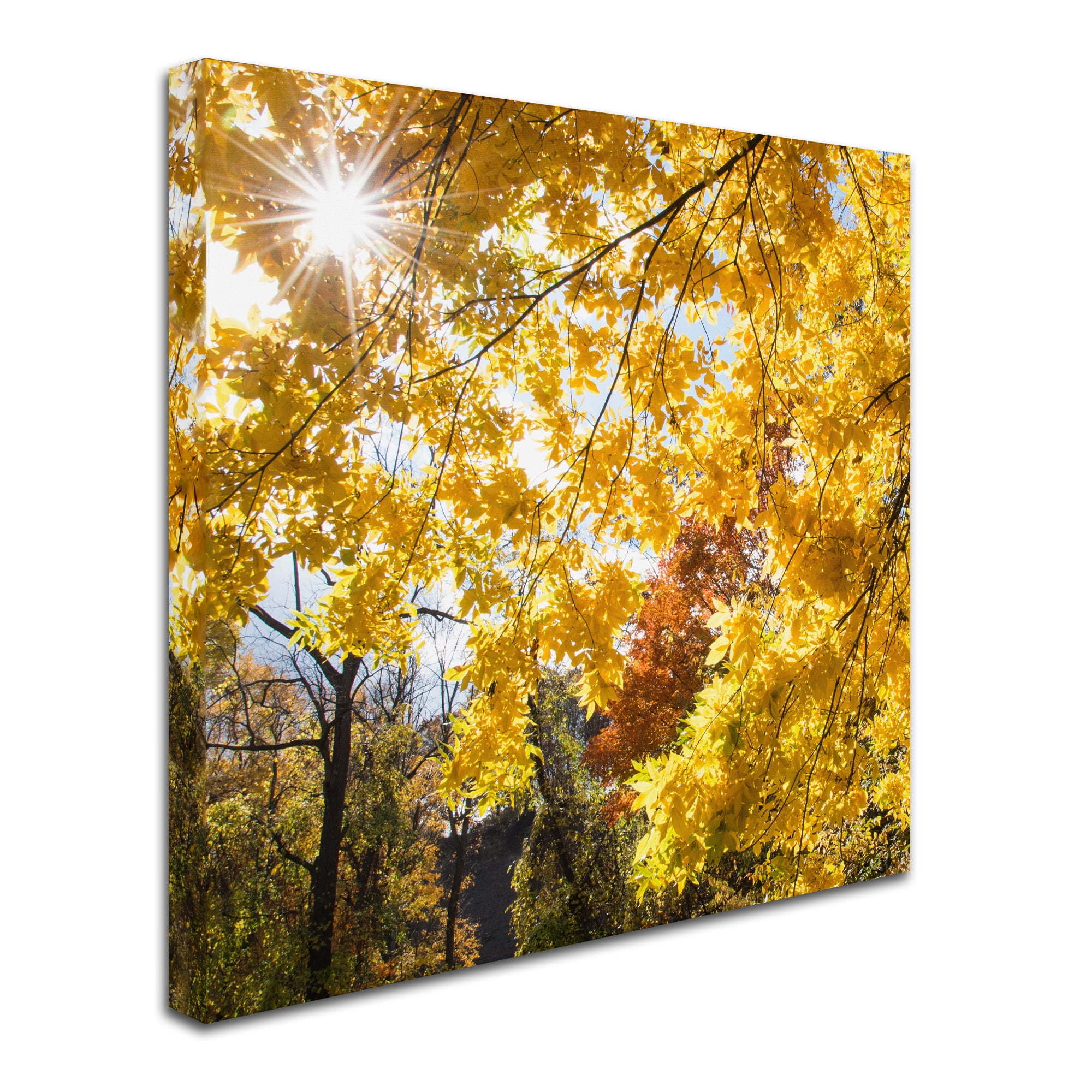 Trademark Fine Art "Sunny Happy Autumn Day" Canvas Art by Kurt Shaffer