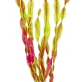 thumbnail image 5 of Plantas de agua de algas artificiales para acuario, decoraciones de plantas de pecera de plástico, 10 piezas (rojo vino), su color no se desvanecerá, 5 of 5
