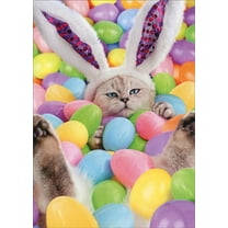 Avanti Press Bunny Cat in Pool of Easter Eggs Humorous : Funny Easter Card