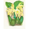 thumbnail image 2 of Jean Jules Linden 15x18 Gold Ornate Wood Frame and Double Matted Museum Art Print Titled - Lycaste Cost (1885-1906), 2 of 4