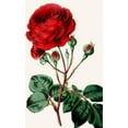 thumbnail image 3 of Anonymous 16x24 Black Modern Framed Museum Art Print Titled - Rose (1852-1861), 3 of 5