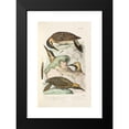 thumbnail image 2 of Alfred Malherbe 11x14 Black Modern Framed Museum Art Print Titled - Monograph of Picidae Pl42 (1861-1862), 2 of 5