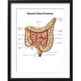 thumbnail image 2 of Art.com General Colon Anatomy, with Labels Art Print by Stocktrek Images, Black Frame Wall Art, 17" x 21", 2 of 5