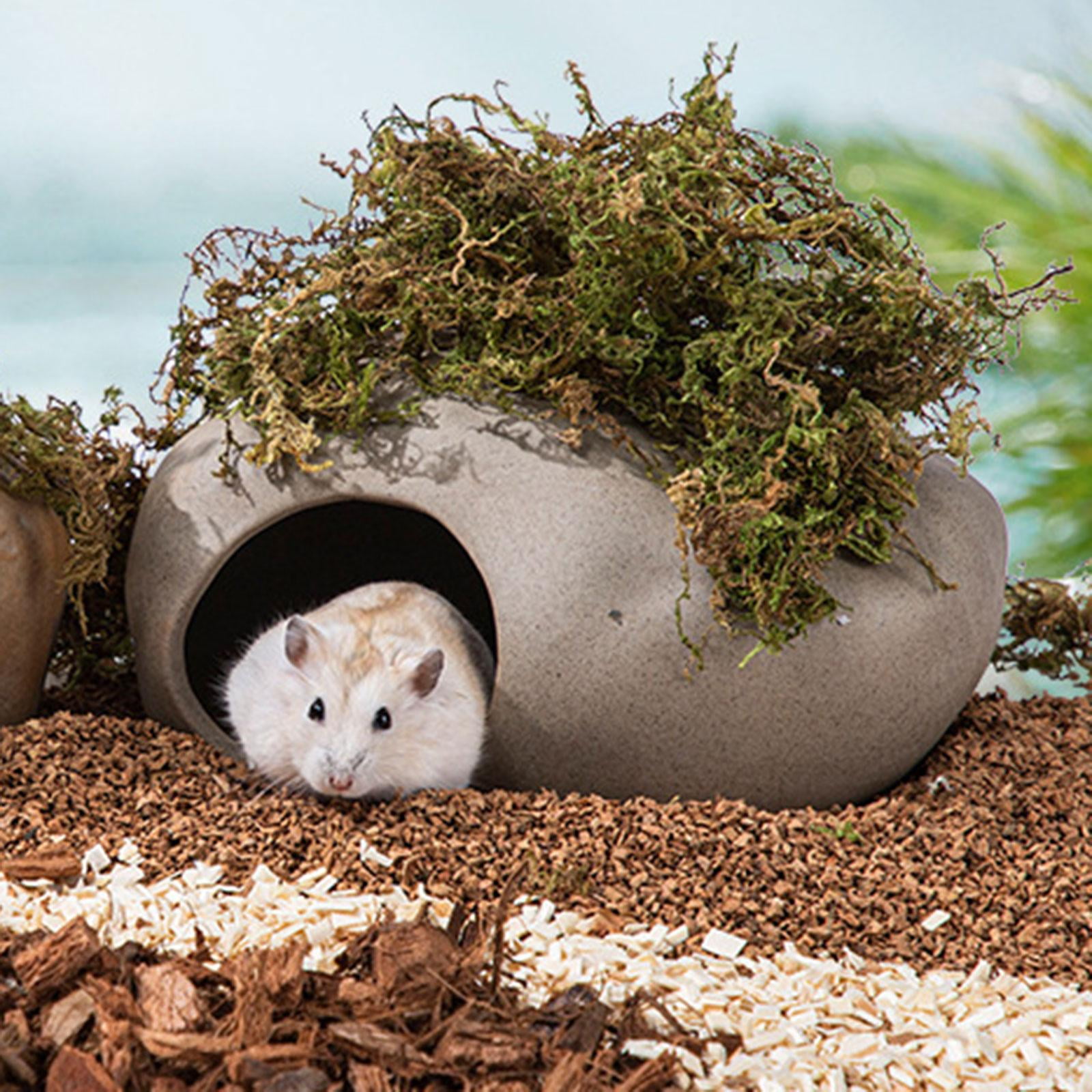 Moss – Hamsterscape  Hamster habitat, Hamster cages, Hamster life