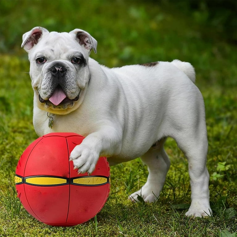 The Doggy Disc Ball, Dog Toy, Doggie Disc Ball for Small Medium