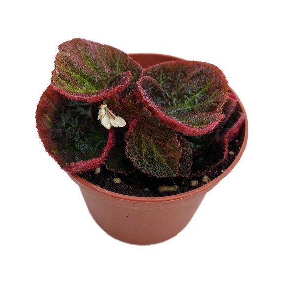 Brazilian Species Begonia Plant - 2.5" Pot- Terrarium/Fairy Garden/HousePlant