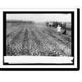 thumbnail image 2 of Historic Framed Print, Potato field, 17-7/8" x 21-7/8", 2 of 9