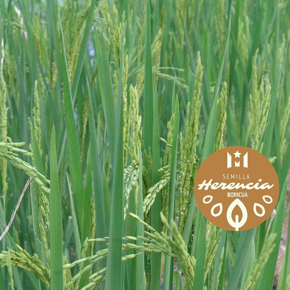 Dry Land Rice Organic Seeds