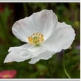 thumbnail image 4 of 250 PERSIAN WHITE POPPY Papaver Somniferum Flower Seeds, 4 of 5