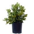 thumbnail image 5 of Nova Zembla Rhododendron, 5 of 6