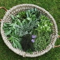 thumbnail image 6 of Pack 4 Mix Herb Live Plants, 4-8" Tall Fragrant Lemon Balm, Rosemary, Basil, Oregano and More Varieties Plants Herbs for Garden, Patio and Kitchen Growing, No Pot, Live Herbs Seedlings, 6 of 6