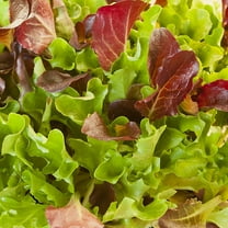 Heatwave Lettuce Seed Mix - 0.25 Oz ~6250 Seeds - Blend of Red & Green Heat Tolerant Leaf & Bibb Lettuces - Non-GMO Gardening Seeds
