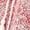 Apple Red Medallion, variant on Ellos Women's Ruffle Trim Peasant Blouse Shirt
