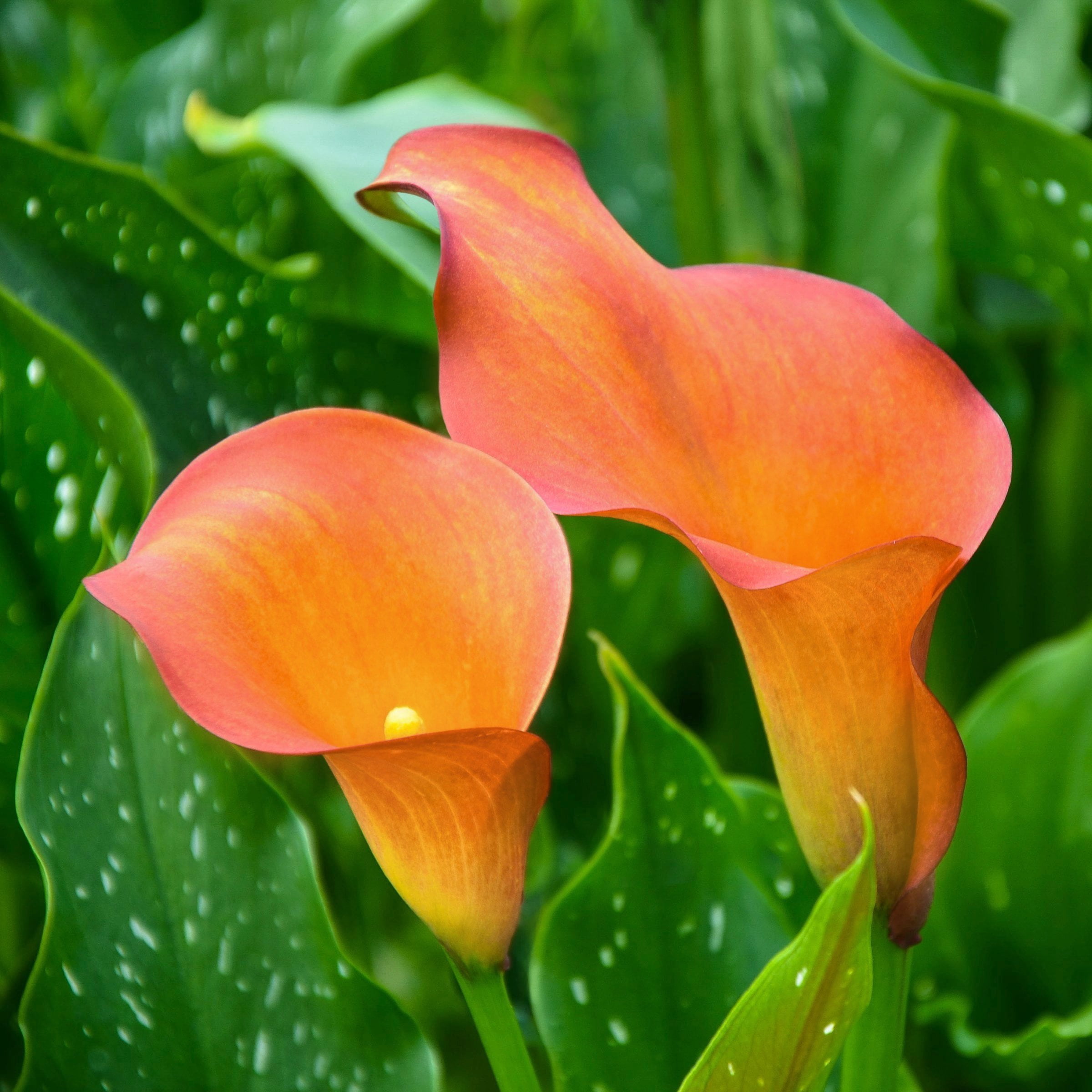 National Plant Network Calla Lily Fireworks Bulbs (6-Pack)