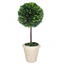 Preserved Boxwood Singel Ball Topiary 12"