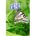 thumbnail image 1 of Great BIG Canvas | "Canadian Tiger Swallowtail Butterfly feeds on a Chiming Bell, Fairbanks, Interior Alaska" Art Print - 32x48, 1 of 4