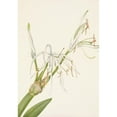 thumbnail image 2 of Mary Vaux Walcott 11x14 Black Ornate Wood Framed Double Matted Museum Art Print Titled: Spiderlily. Hymenocallis Rotata (1925), 2 of 5