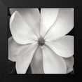thumbnail image 2 of Christensen, Jim 15x15 Black Modern Framed Museum Art Print Titled - Magnolia III, 2 of 5