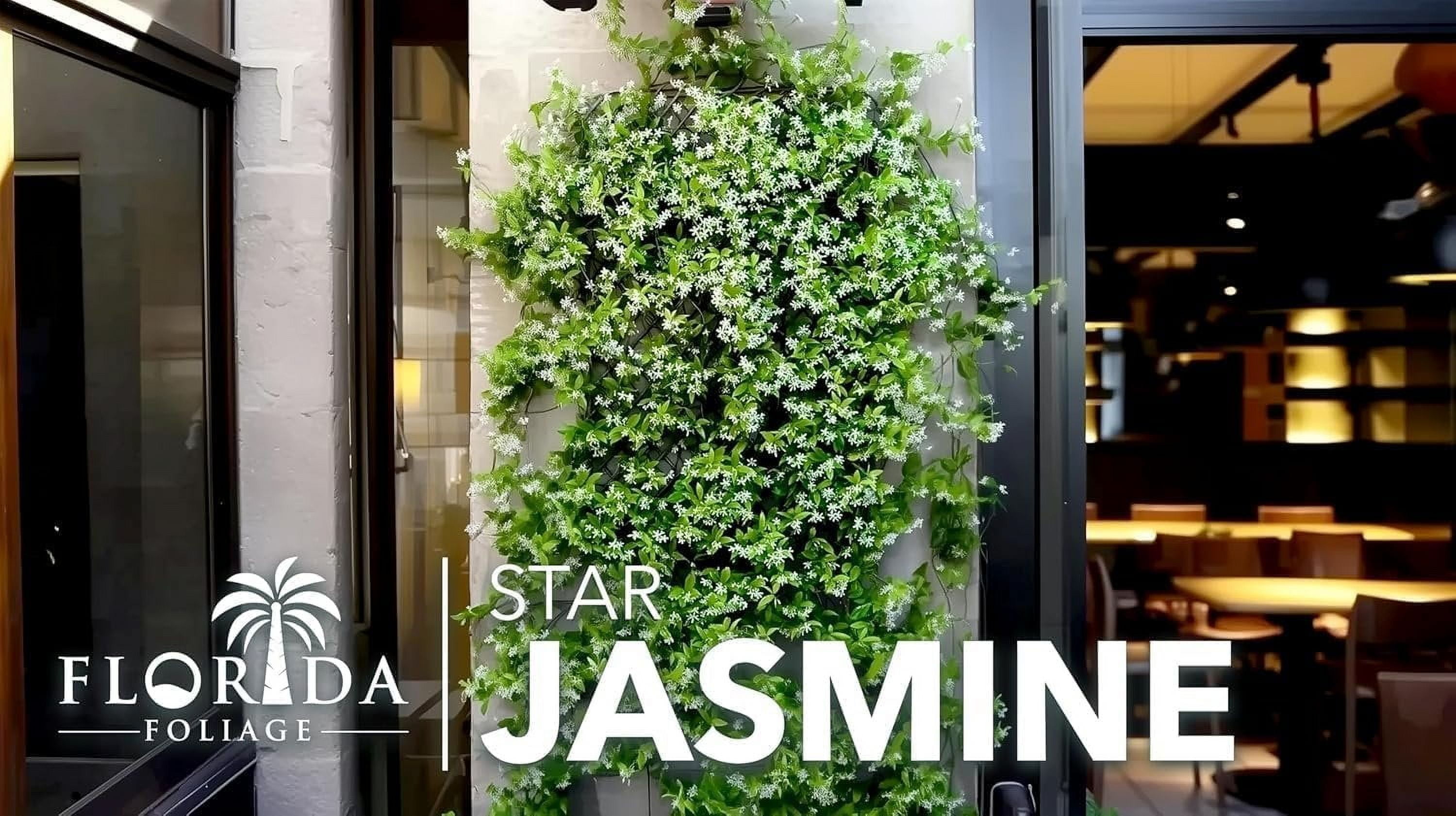 Star Jasmine  2 Extra Large 3 Gallon Plants  Trachelospermum Jasminoides  Fragrant Climbing Vine  Ideal for Trellises and Arbors