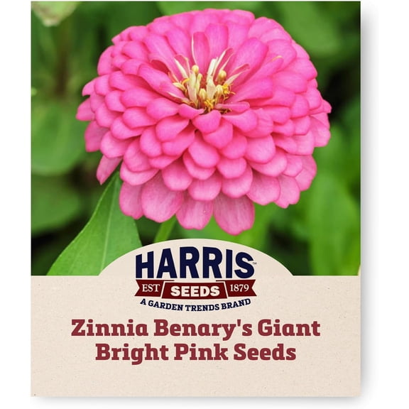 Harris Seeds Zinnia Benary’s Giant Bright Pink Seeds, Large Flowers, 50 Count