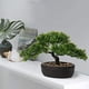 thumbnail image 2 of Bonsái artificial Briful Juniper con maceta de cerámica para interiores, 2 of 7