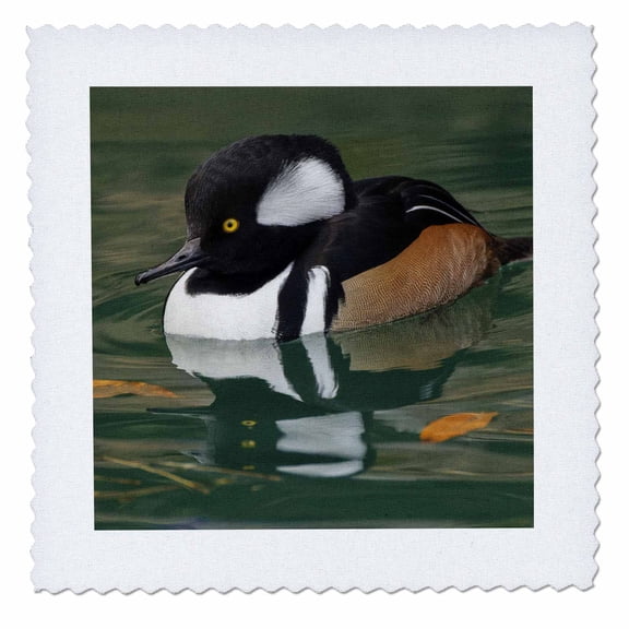 3dRose, Male Hooded Merganser duck., 12x12 inch quilt square