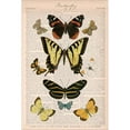 thumbnail image 2 of Great Art Now American Butterflies I by Sue Schlabach, Framed Wall Art, 18W x 24H, Butterflies Art, 2 of 2