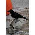 thumbnail image 2 of Realistic Giant Black Raven Bird Prop, 2 of 4