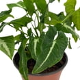 thumbnail image 4 of Florida House Plants 6" Syngonium Wendlandii Black Velvet Arrowhead Vine Rare Live Plants, Indoor, 4 of 5