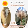 thumbnail image 5 of Chainplus Grass 60 pcs 17.5 inch Natural Dried Grass - 5Pcs White & 10Pcs Brown & 30Pcs Reed Grass & 15Pcs Bunny Tail Grass,Fluffy stem Bouquet for Home Decor Wedding Boho Decor, 5 of 6