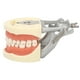 thumbnail image 4 of Modelo de dientes estándar Enseñanza dental Demostración de tipodonto estándar Modelo de dientes de encía blanda con 32 dientes, 4 of 14