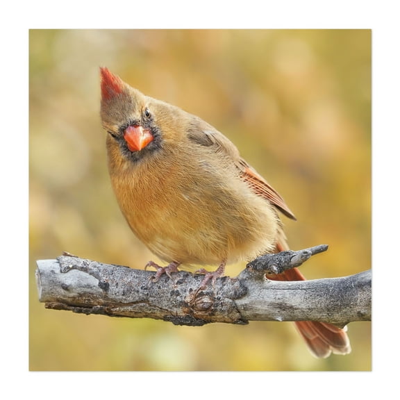 Female Cardinal is not impressed - Photography Bird Wildlife Nature Autumn Animal Woodland Scenic Unframed Wall Art Print 6 x 6 inches