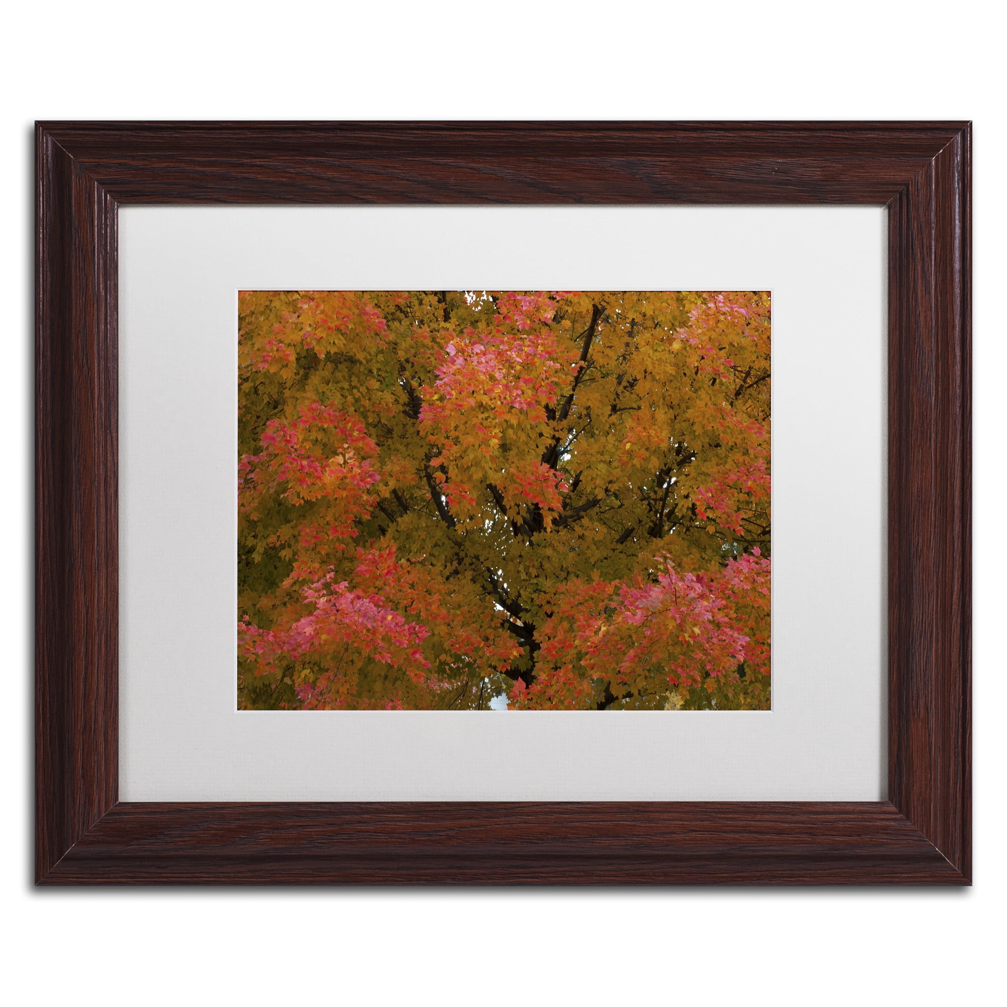 Trademark Fine Art "Autumn Maple Splendor" Canvas Art by Kurt Shaffer White Matte, Wood Frame