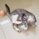 thumbnail image 1 of Octopus Bite Masticar Pet Cat Lick Balls Limpiar los dientes Catnip Mint Balls Azul Sywqhk Libre de BPA, 1 of 5