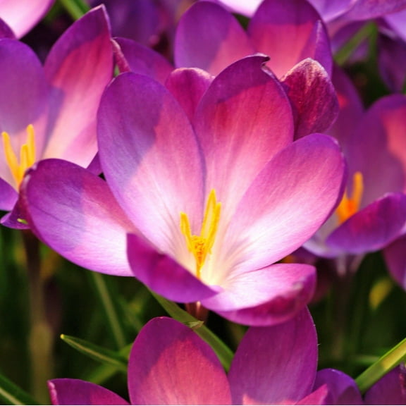 Easy to Grow Crocus Ruby Giant 20 Plant Bulbs, Winter to Spring Zones 3-8