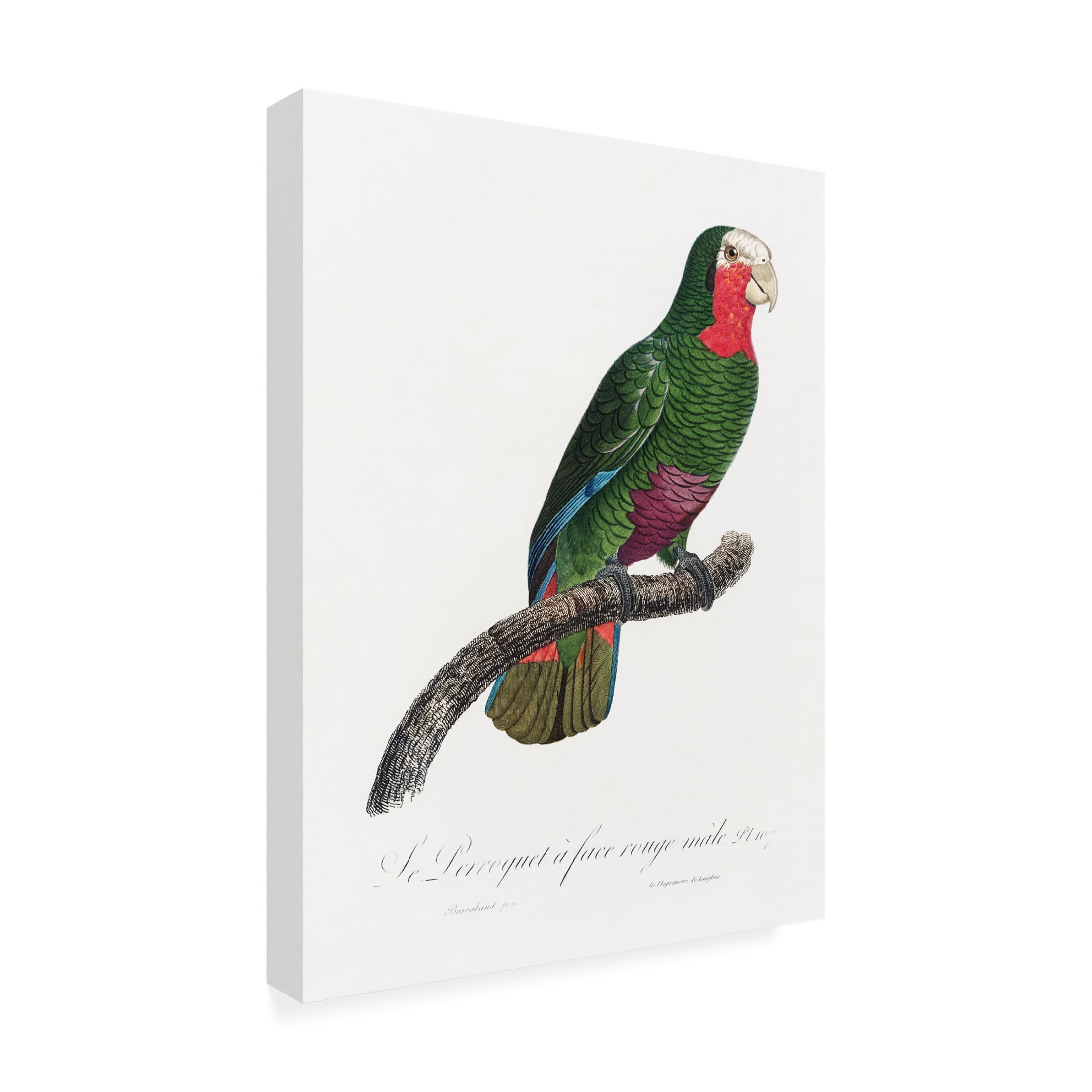 Trademark Fine Art Francois Levaillant  Levaillant Parrot V Canvas Wall Art