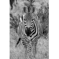 thumbnail image 2 of Hopkins, Cindy Miller 17x24 Gold Ornate Wood Framed with Double Matting Museum Art Print Titled - Africa-Kenya-Serengeti Plains-Maasai Mara-Plains zebra aka Burchells zebra, 2 of 4