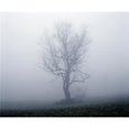 thumbnail image 1 of Tree in Fog Poster Print by David Chapman, 16 x 13, 1 of 1