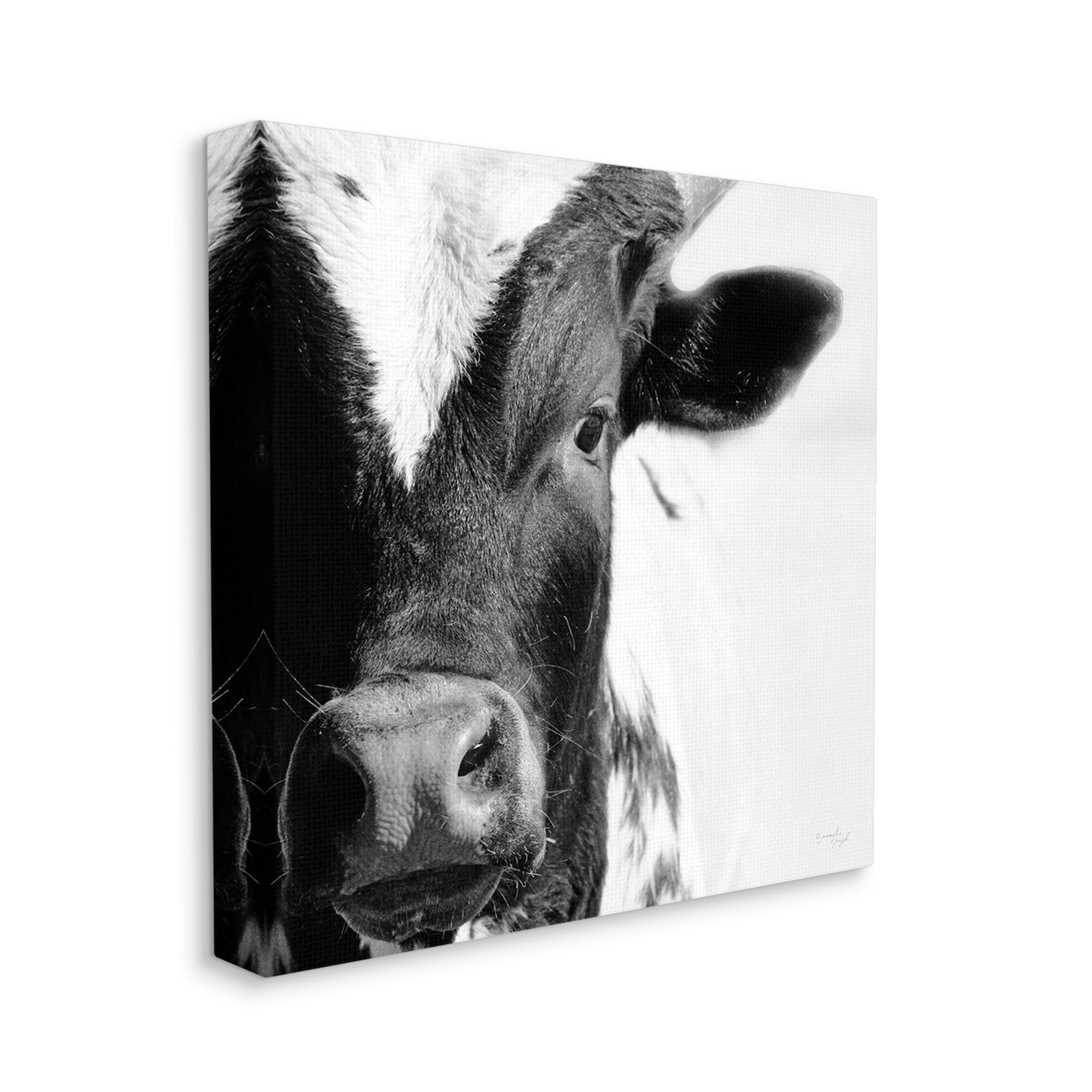 Stupell Industries Rural Farm Cow Stunning Up Close Photography Photograph Gallery Wrapped Canvas Print Wall Art, Design by Jennifer Pugh
